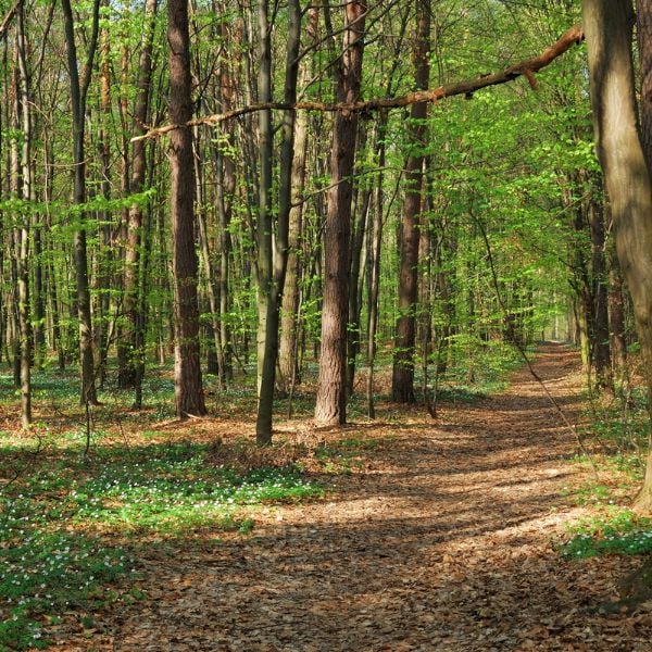 Foret