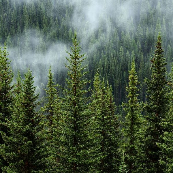 foret.com